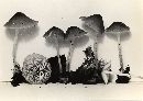 Mycena ulmicola image