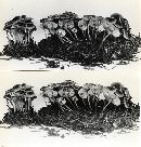 Mycena vulgaris image