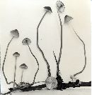 Mycena vitilis image