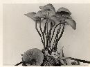 Marasmius cohaerens var. lachnophyllus image