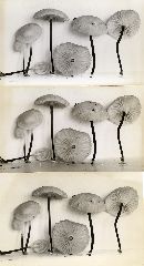 Marasmius delectans image