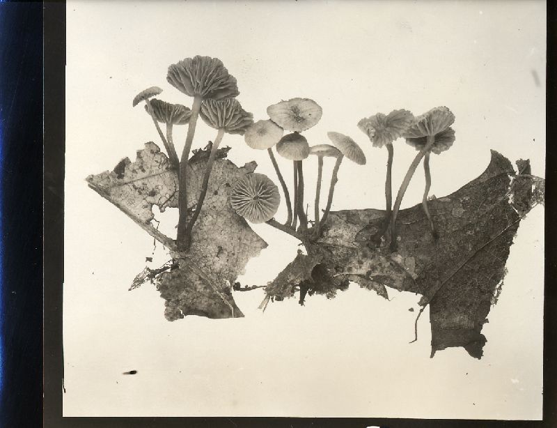 Marasmius olidus image