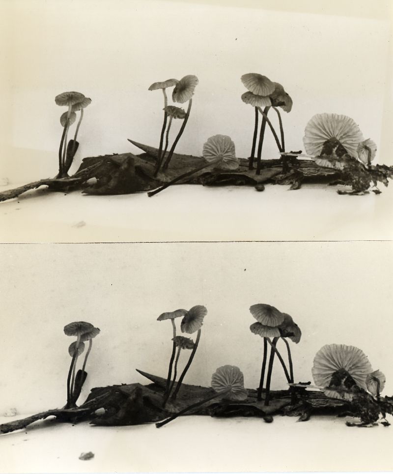 Marasmius olidus image