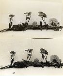 Marasmius olidus image