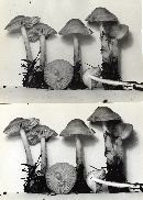 Marasmius oreades image