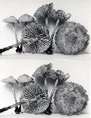 Marasmius oreades image