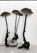 Rhizomarasmius pyrrhocephalus image