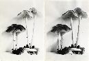 Marasmius strictipes image