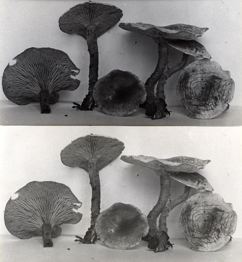 Clitocybe angustifolia image