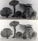 Clitocybe angustifolia image