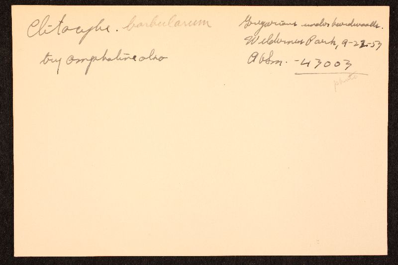 Clitocybe barbularum image