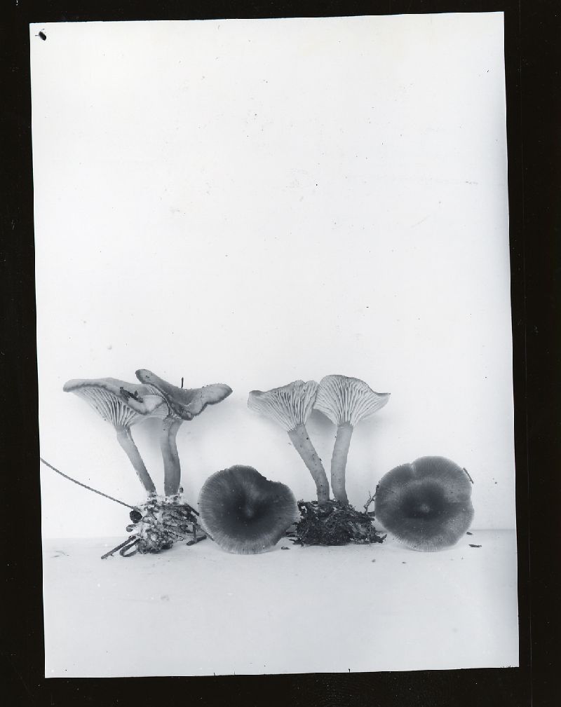 Clitocybe barbularum image
