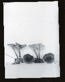 Clitocybe barbularum image