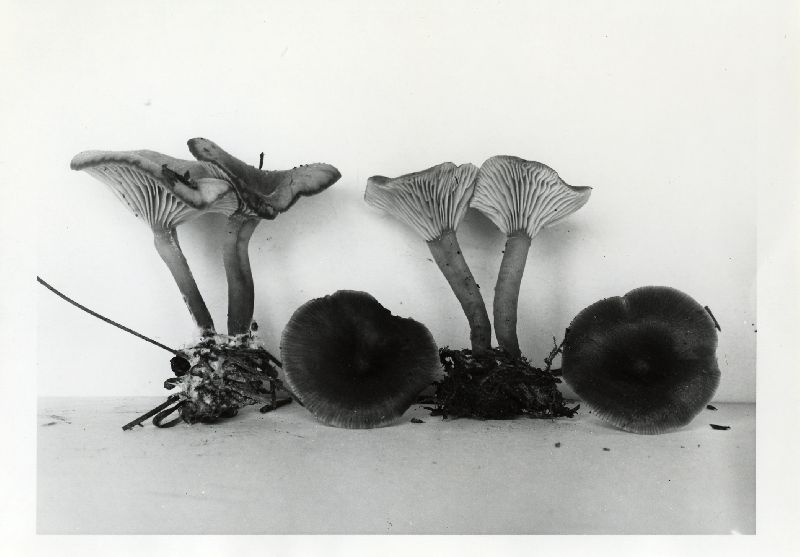 Clitocybe barbularum image