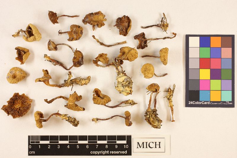 Clitocybe coniferophila image