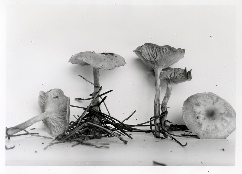 Clitocybe coniferophila image