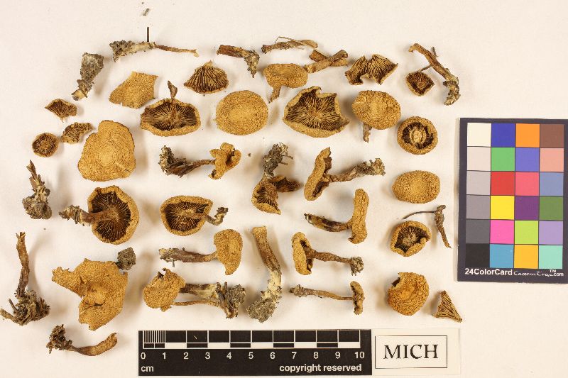 Clitocybe coniferophila image