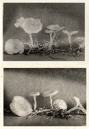 Clitocybe diatreta image