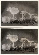 Clitocybe diatreta image