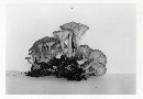 Clitocybe eccentrica image