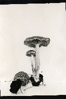 Clitocybe felleoides image