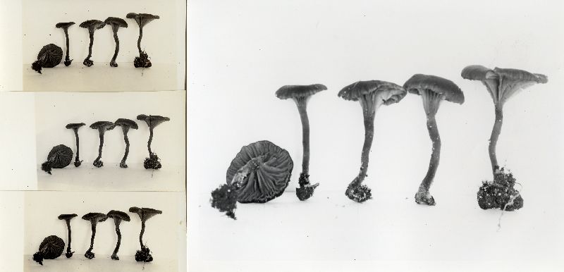 Clitocybe fragilis image