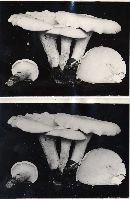 Leucopaxillus giganteus image