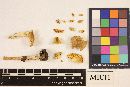 Clitocybe gibba image