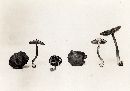 Inocybe asterospora image