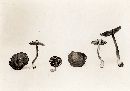 Inocybe asterospora image