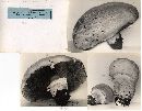 Agaricus crocodilinus image