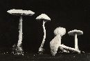 Lepiota clypeolaria image