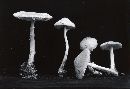 Lepiota clypeolaria image