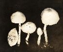 Macrolepiota mastoidea image