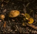 Boletus rubropunctus image