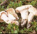 Hygrophorus purpurascens image