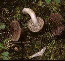 Tricholoma terreum image