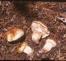 Armillaria zelleri image