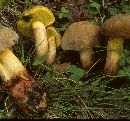 Boletus truncatus image