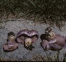 Cortinarius cedretorum image