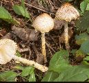 Lepiota clypeolaria image