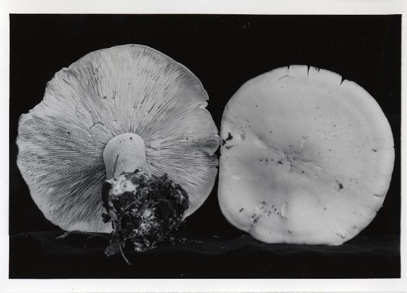 Clitocybe graveolens image