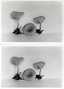 Clitocybe hydrogramma image