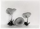 Clitocybe hydrogramma image