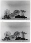 Clitocybe hydrogramma image