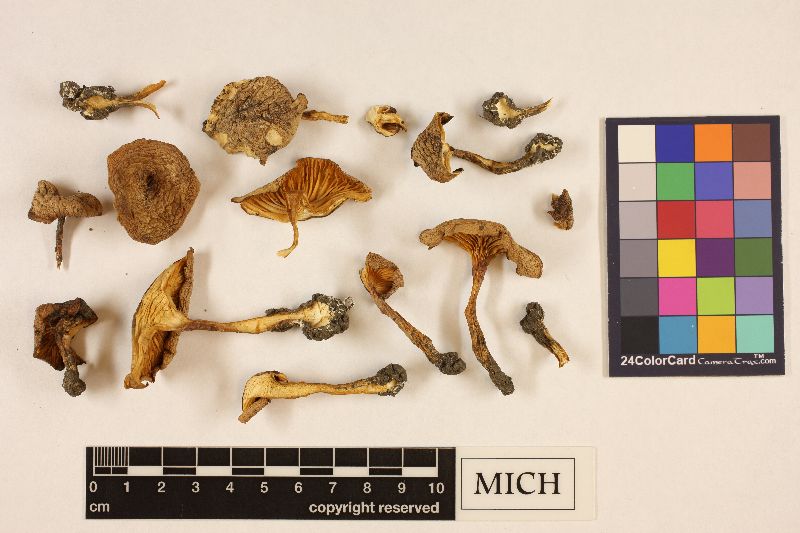 Clitocybe incisa image