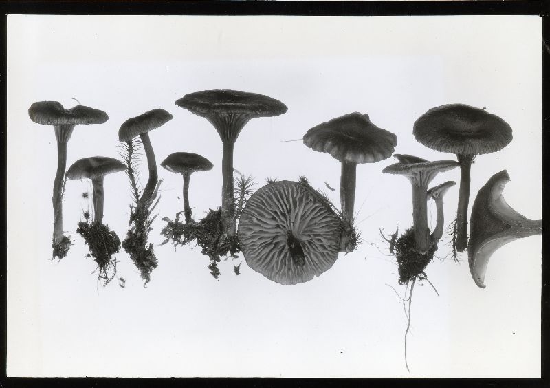Arrhenia onisca image