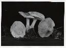 Clitocybe phyllophila image