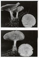 Clitocybe phyllophila image