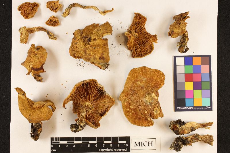 Clitocybe piperata image